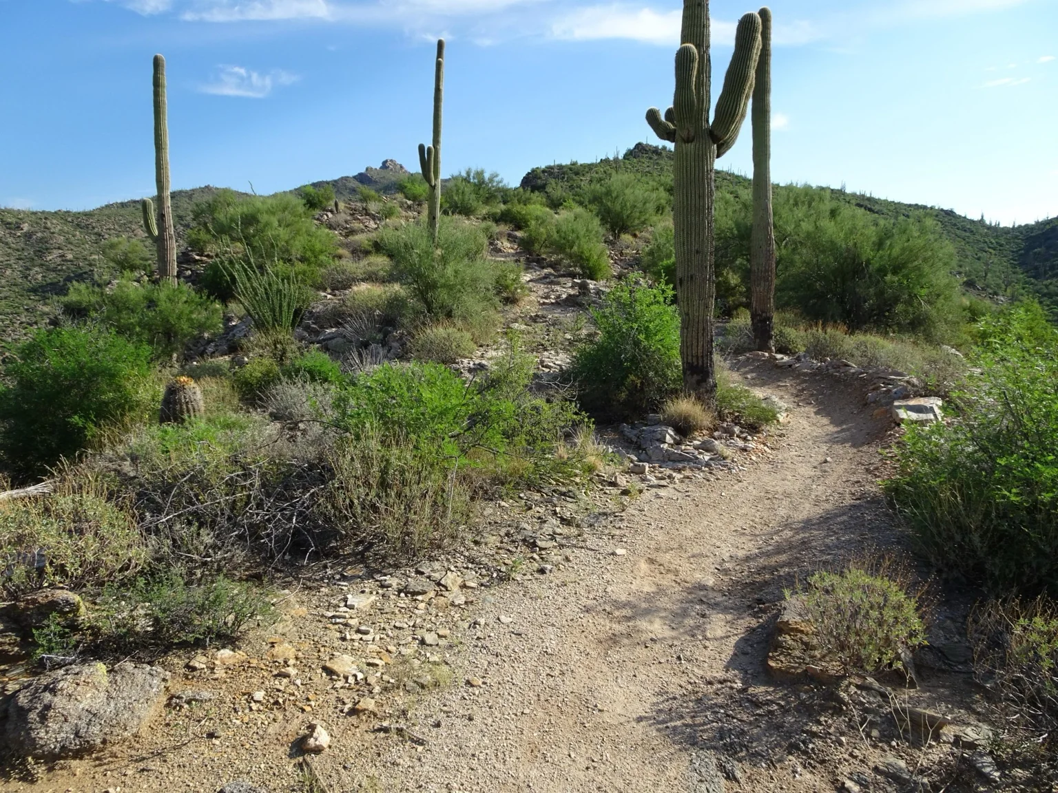 Saguaro cacti beside a rocky desert trail.